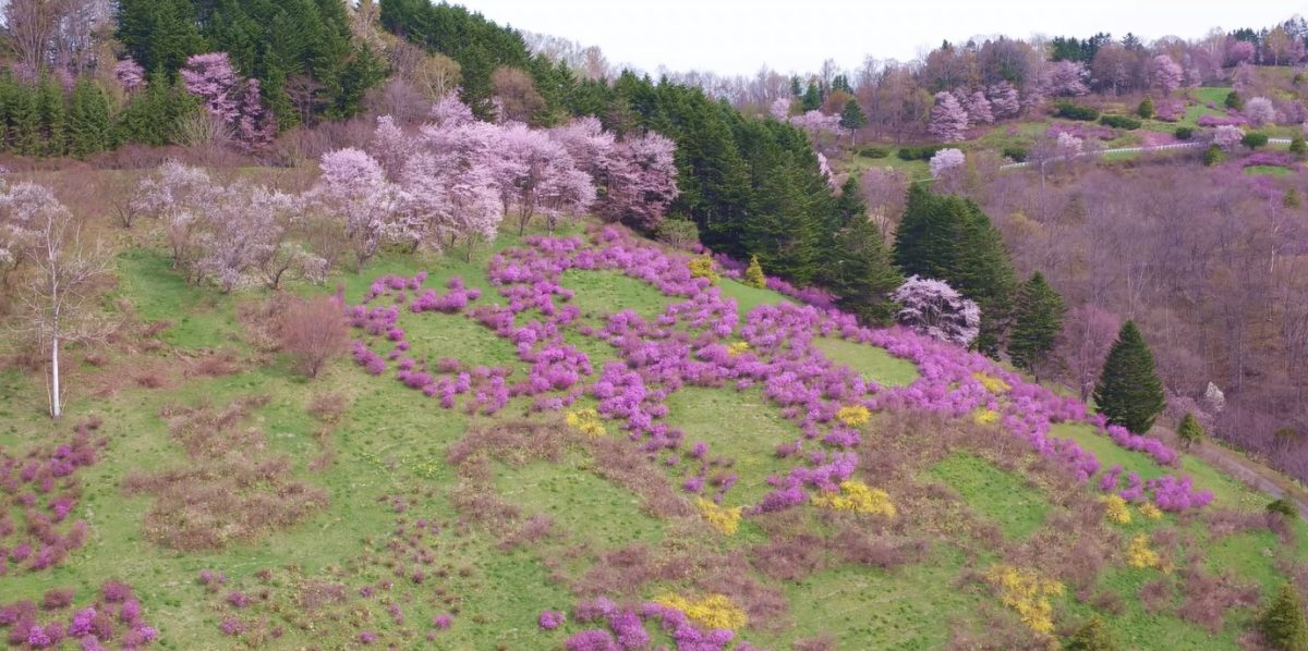 フラパラ市民の会